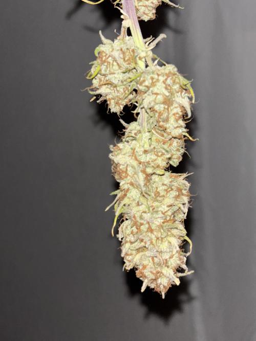 Pound Cake auto. Week 11