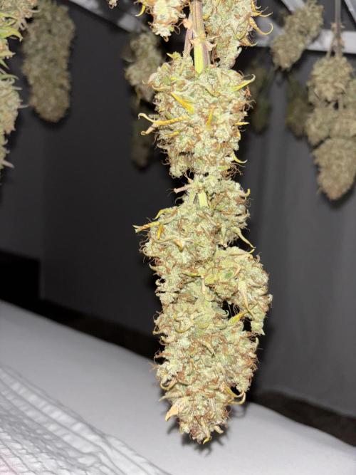 Pound Cake auto. Week 11