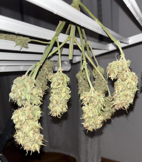 Pound Cake auto. Week 11