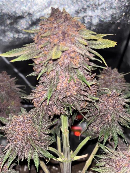 Cherry Cola auto. Week 11