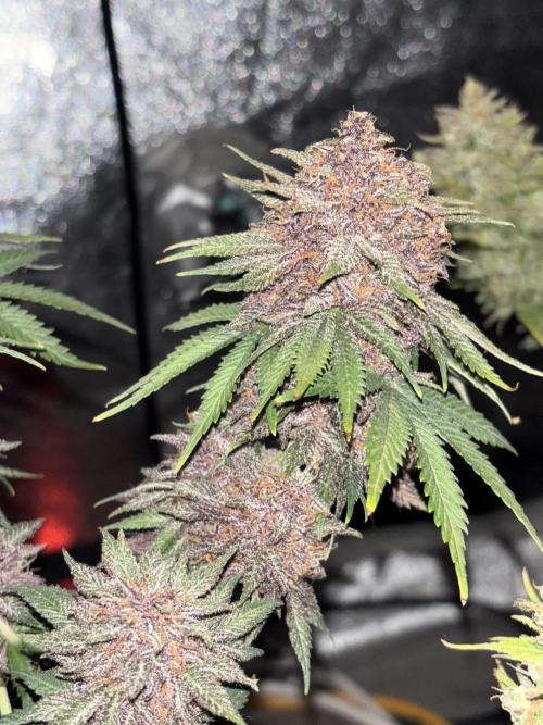 Cherry Cola auto. Week 11