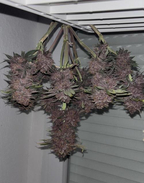 Cherry Cola auto. Week 11