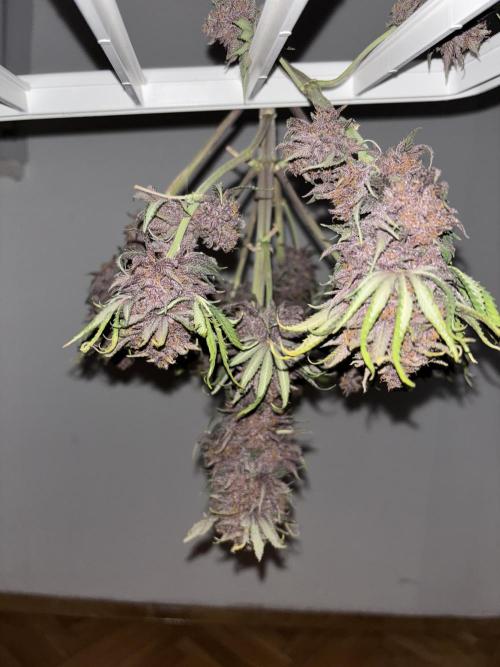 Cherry Cola auto. Week 11