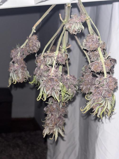 Cherry Cola auto. Week 11