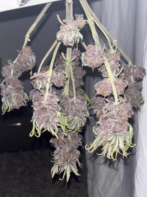 Cherry Cola auto. Week 11