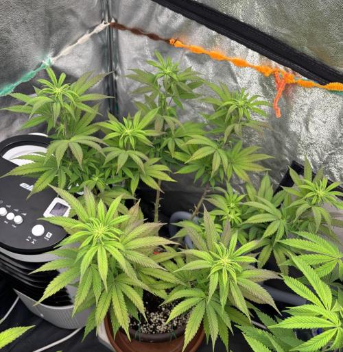 Lemon Cherry Gelato. Week 10