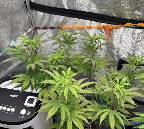 Lemon Cherry Gelato. Week 10