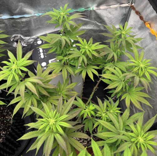 Lemon Cherry Gelato. Week 10