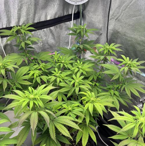 Lemon Cherry Gelato. Week 10