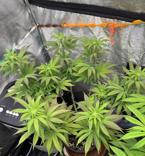 Lemon Cherry Gelato. Week 10