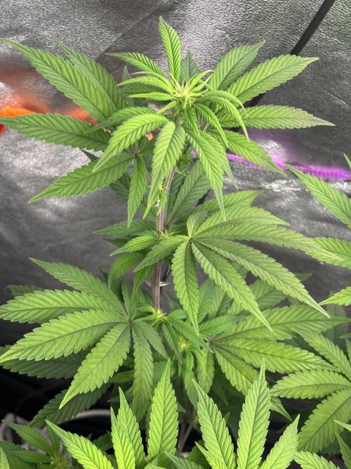 Lemon Cherry Gelato. Week 10