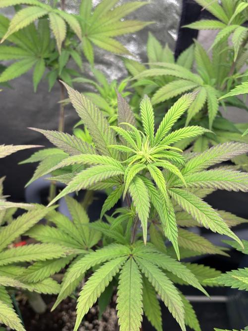 Lemon Cherry Gelato. Week 10