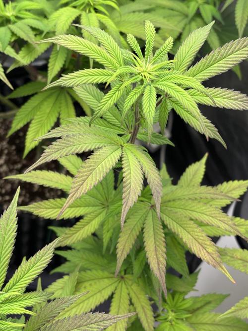 Lemon Cherry Gelato. Week 10