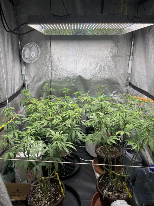 Papayton. Week 10 - All family together LCGx2 and Papayton x2