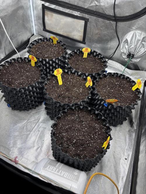 OSS autoflower show. Week 0