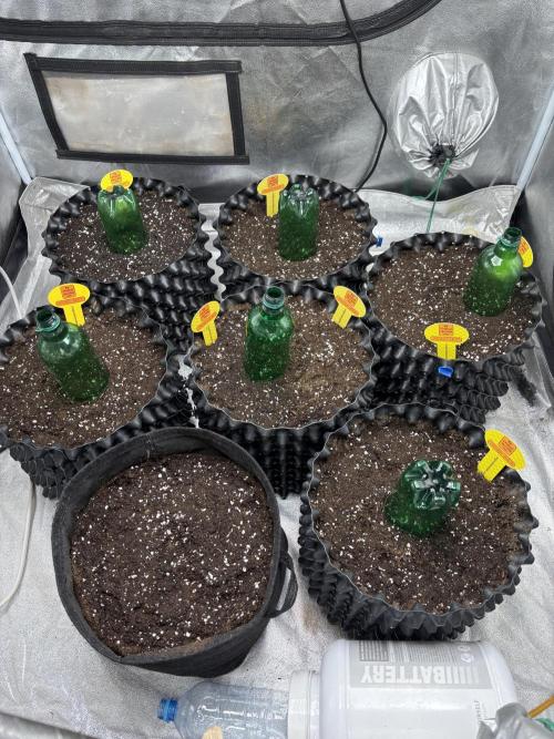 OSS autoflower show. Week 0