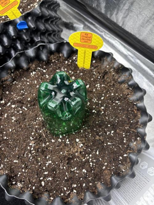 OSS autoflower show. Week 0