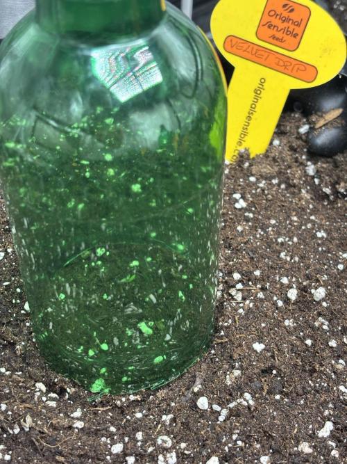 OSS autoflower show. Week 0