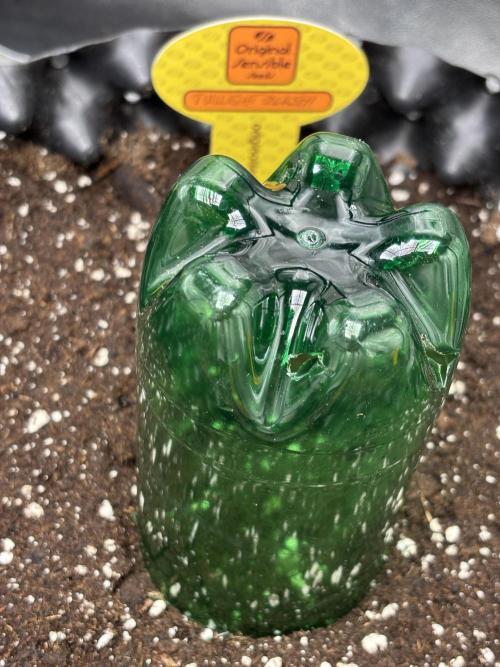 OSS autoflower show. Week 0