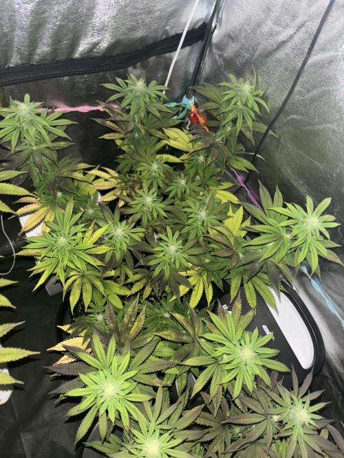 Lemon Cherry Gelato. Week 11