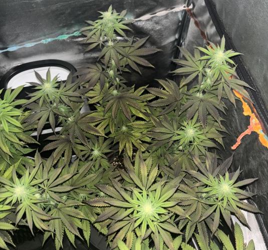 Lemon Cherry Gelato. Week 11