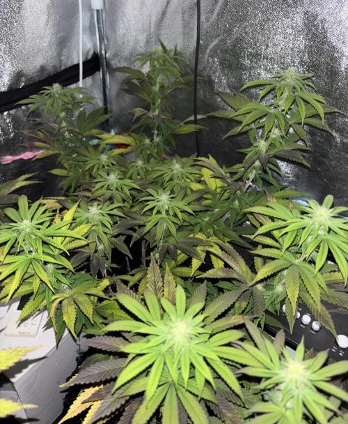 Lemon Cherry Gelato. Week 11