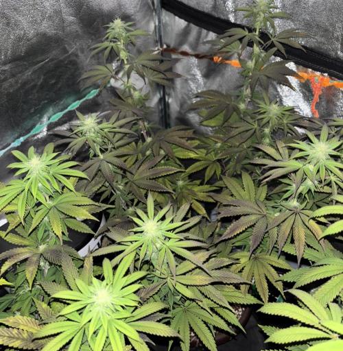 Lemon Cherry Gelato. Week 11