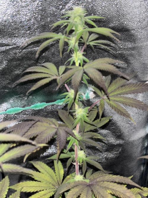 Lemon Cherry Gelato. Week 11