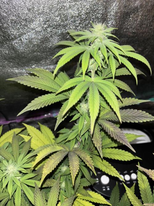 Lemon Cherry Gelato. Week 11