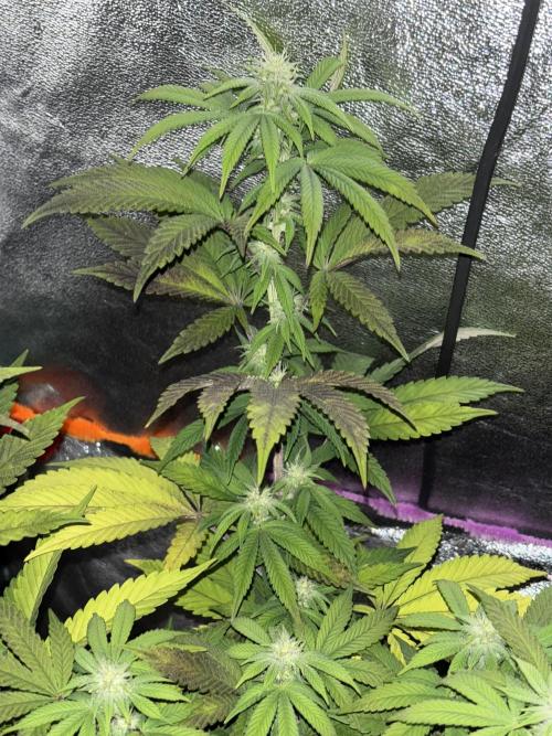 Lemon Cherry Gelato. Week 11