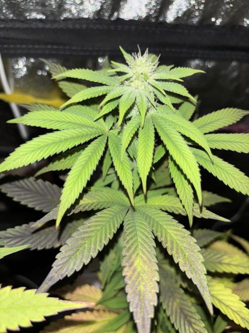 Lemon Cherry Gelato. Week 11