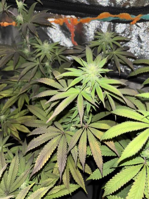 Lemon Cherry Gelato. Week 11