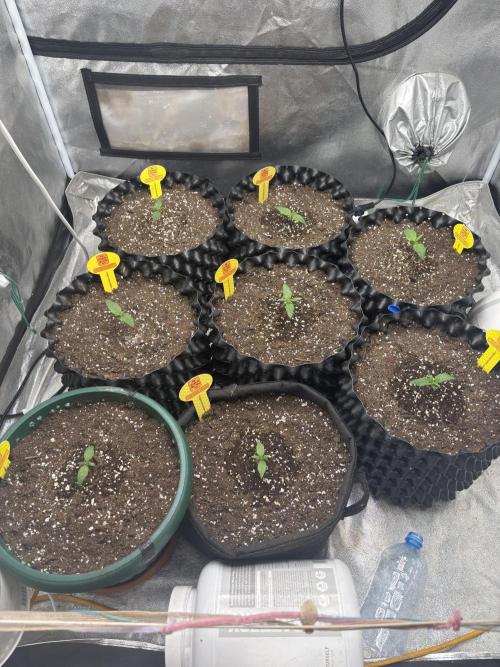 OSS autoflower show. Week 1