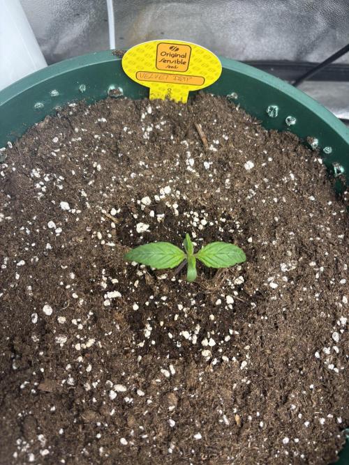 OSS autoflower show. Week 1