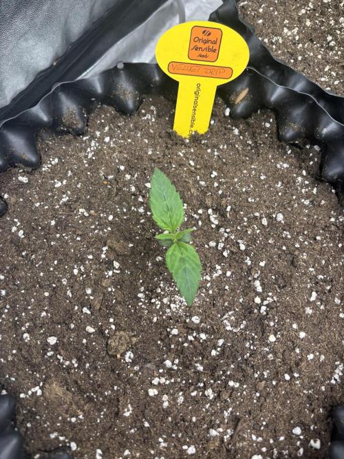 OSS autoflower show. Week 1