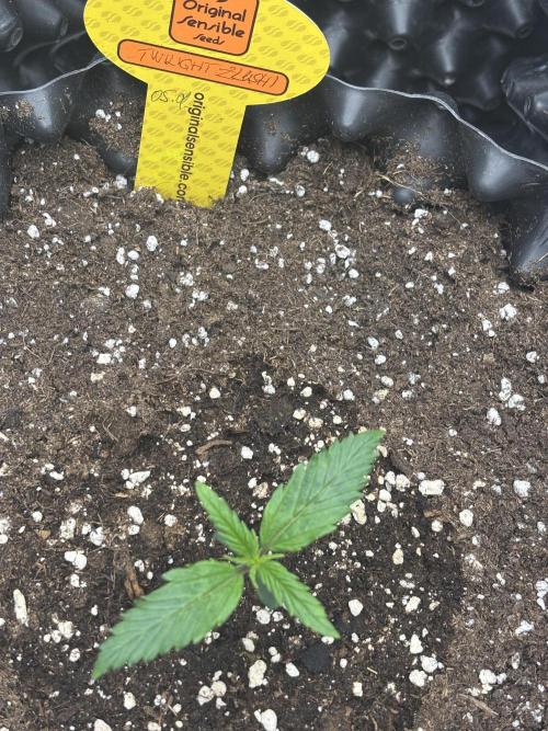 OSS autoflower show. Week 1