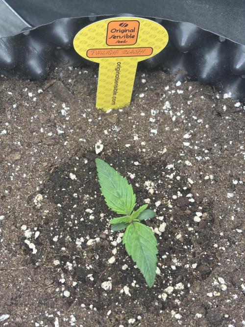 OSS autoflower show. Week 1