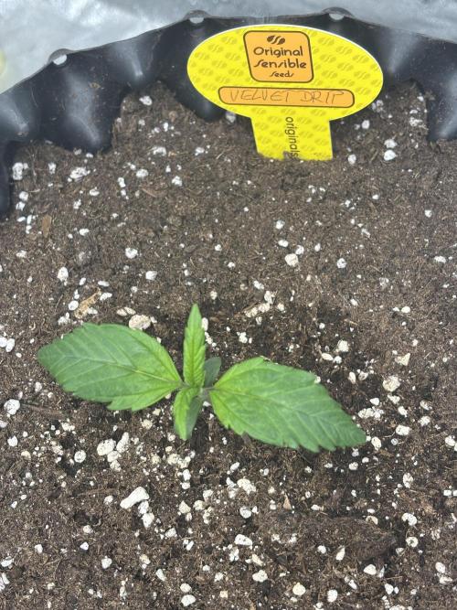 OSS autoflower show. Week 1