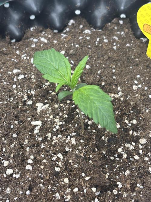 OSS autoflower show. Week 1