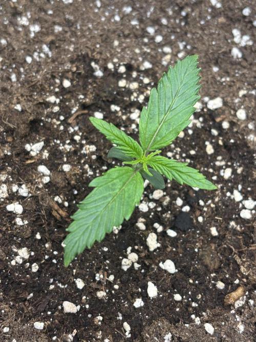 OSS autoflower show. Week 1