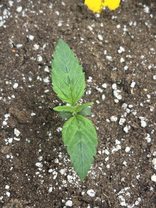 OSS autoflower show. Week 1