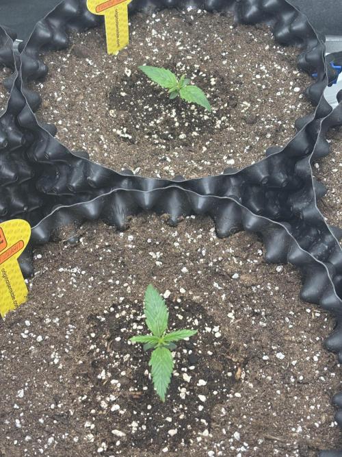 OSS autoflower show. Week 1