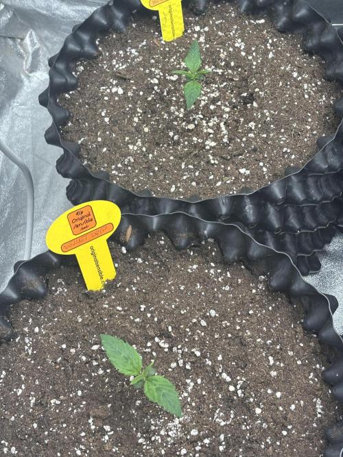 OSS autoflower show. Week 1