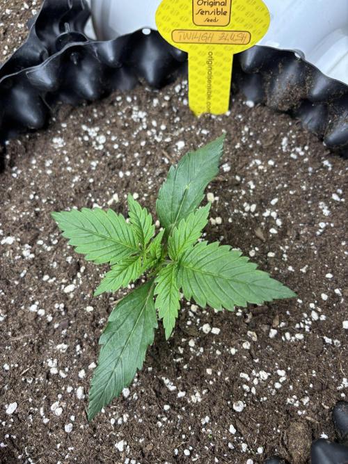 OSS autoflower show. Week 2