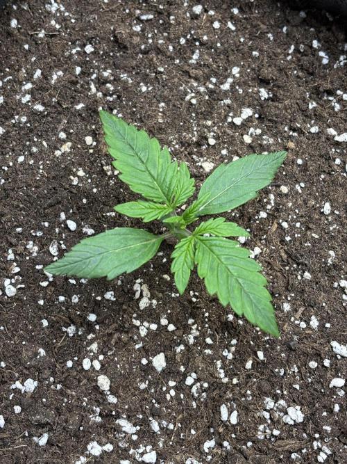 OSS autoflower show. Week 2