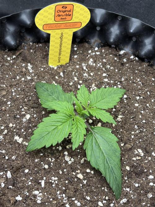 OSS autoflower show. Week 2