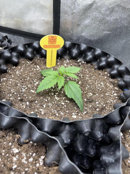 OSS autoflower show. Week 2