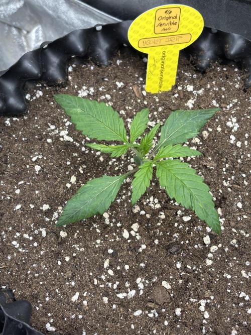 OSS autoflower show. Week 2