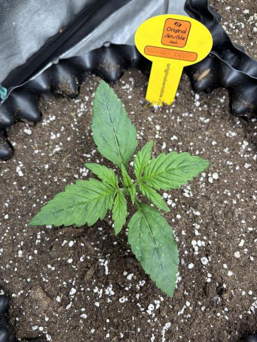 OSS autoflower show. Week 2