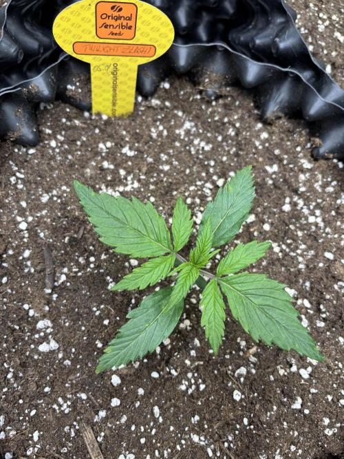 OSS autoflower show. Week 2